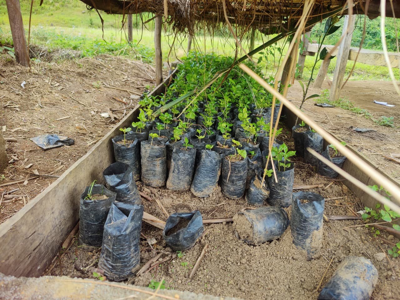 Nursery New