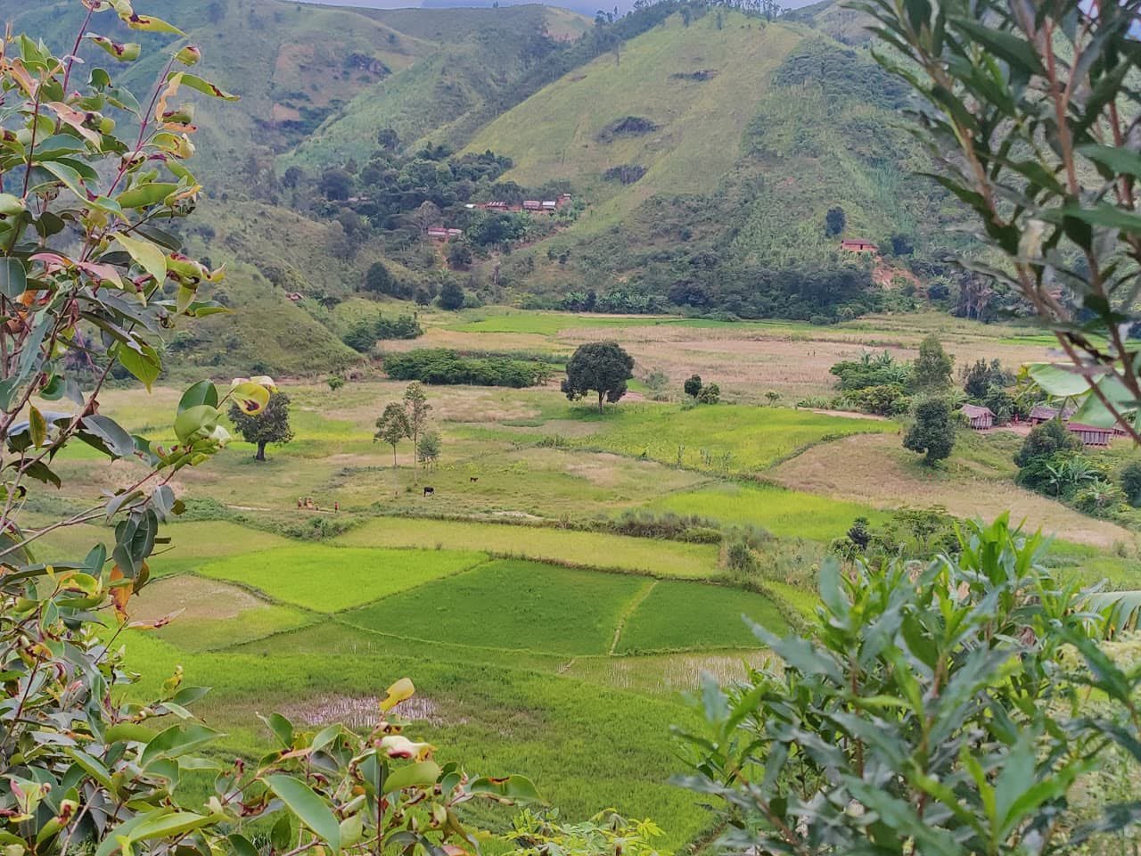 Rice Fields