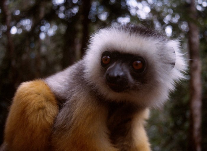Sifaka 2