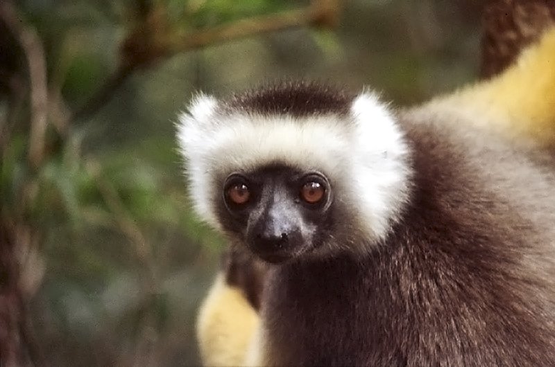 Sifaka