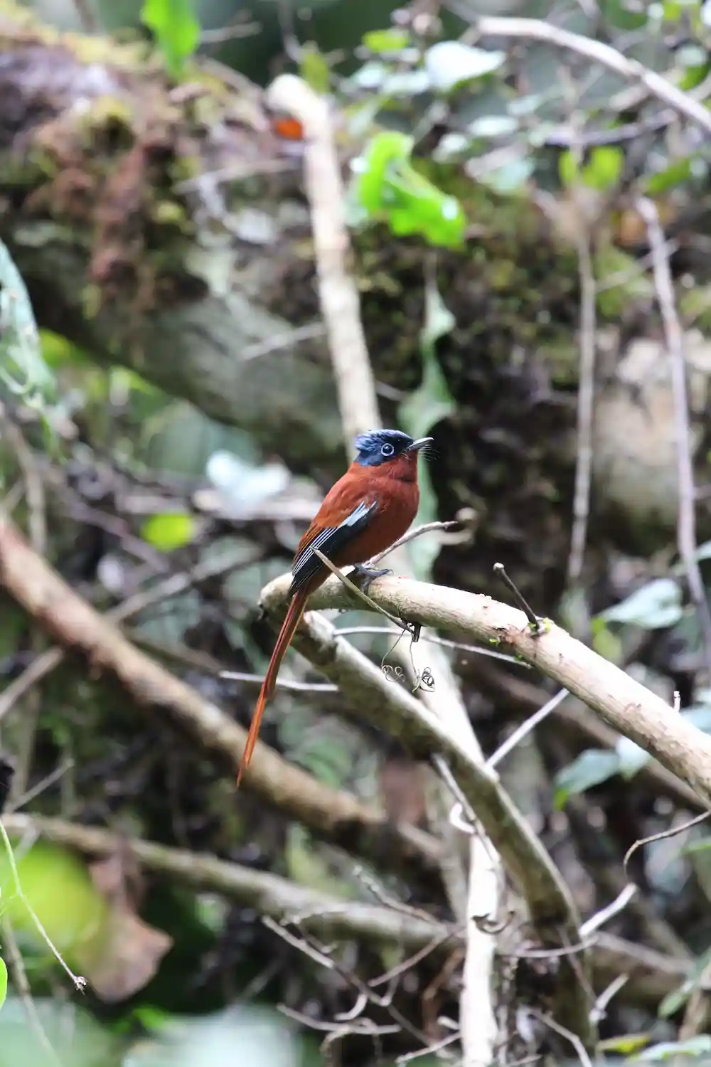 oiseau tsinjoarivo ambalaomby